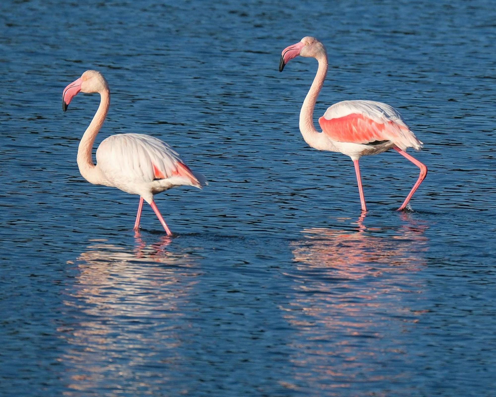 Domaine Naturiste De Riva Bella Linguizzetta 外观 照片